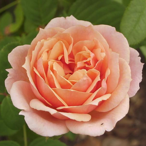 Paul Bocuse - ruža - www.suzanarose.hr